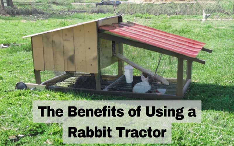 rabbit tractor